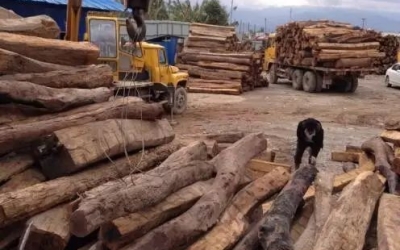 缅甸花梨凭什么，，，，，，价钱一起上涨....