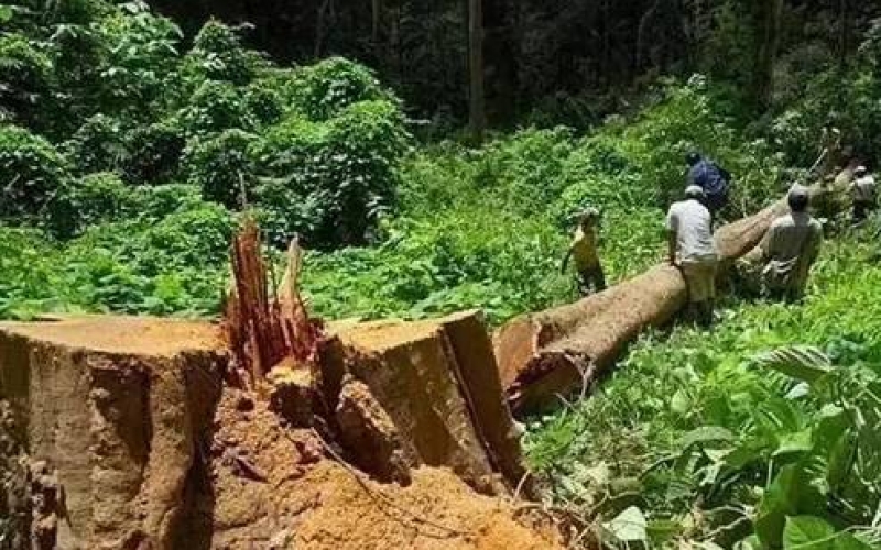 缅甸花梨（大果紫檀）逐渐成为红木家具的“主力军”。。。。。